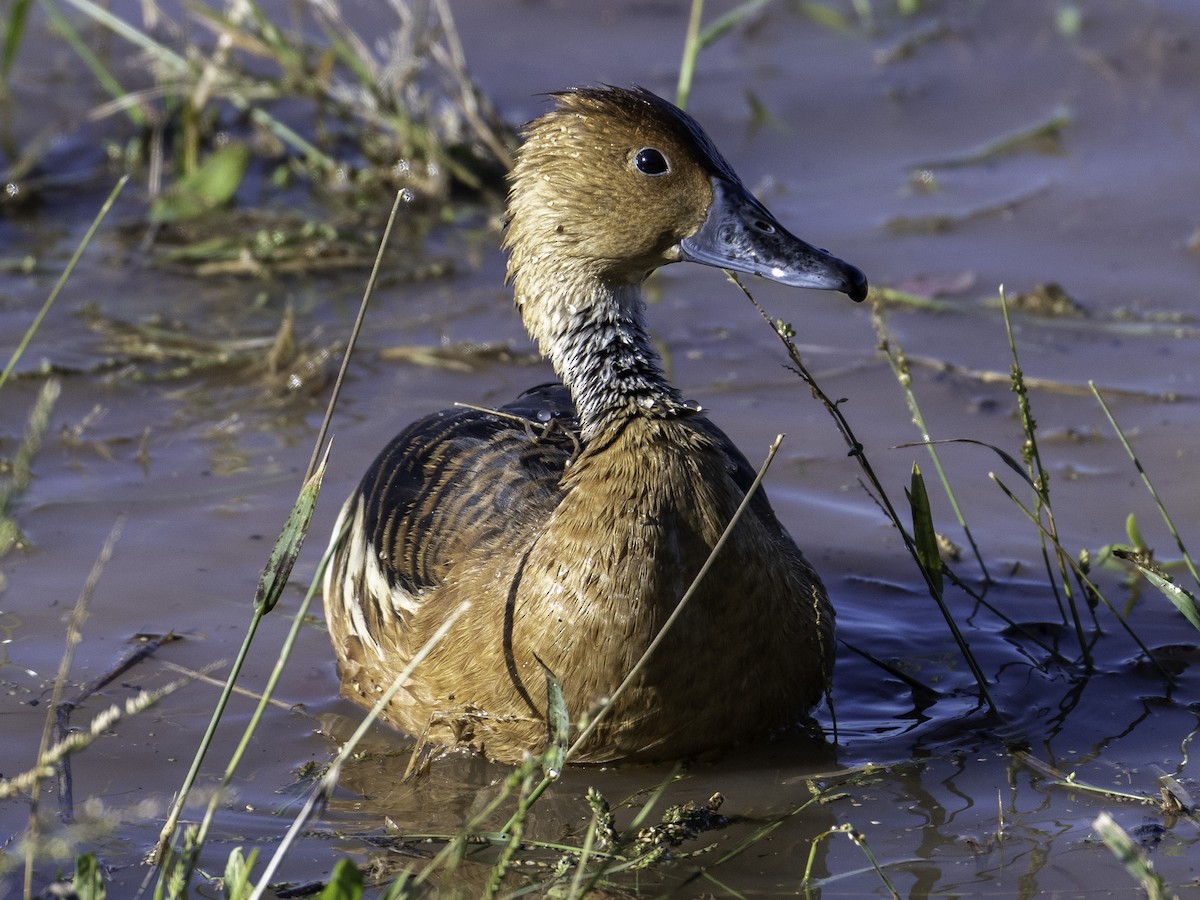 アカリュウキュウガモ - ML646495640