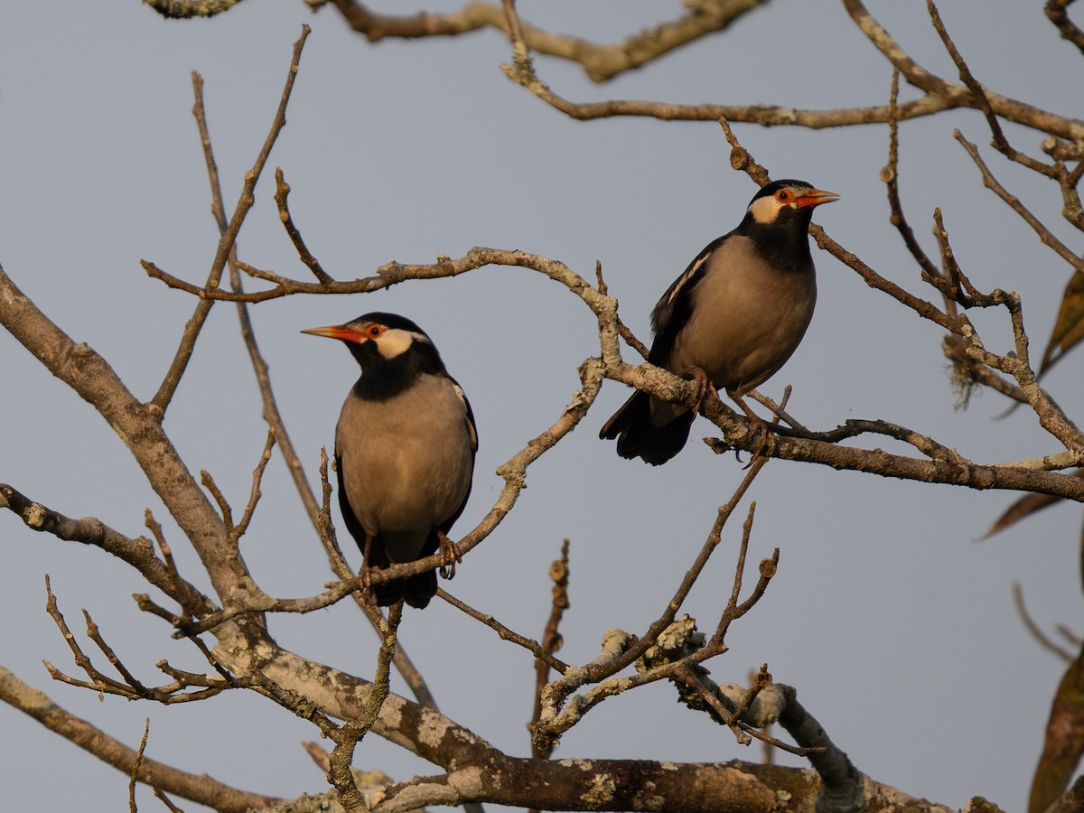 Indian Pied Starling - ML646495641