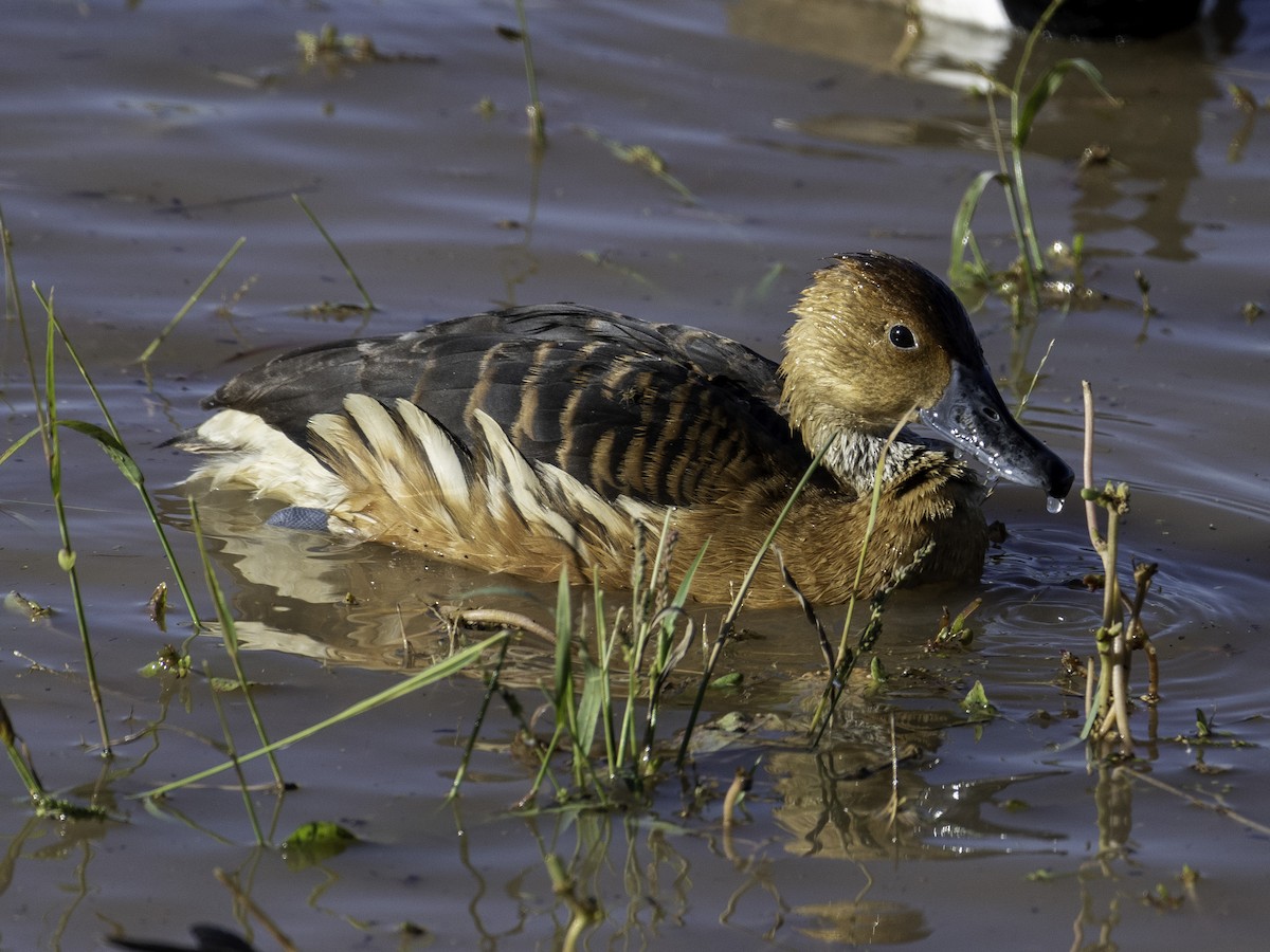 アカリュウキュウガモ - ML646495644