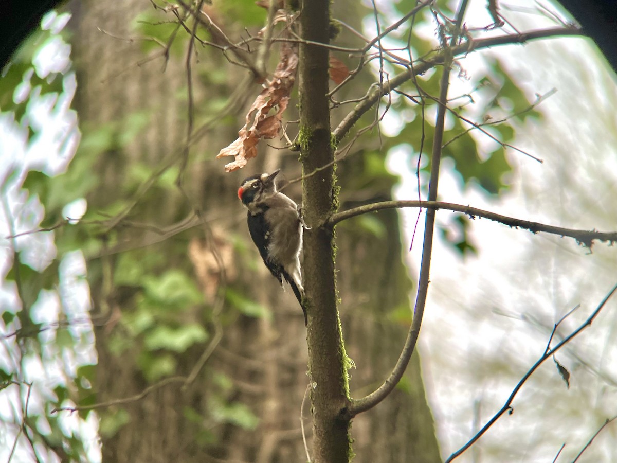 Пушистый дятел - ML646495645