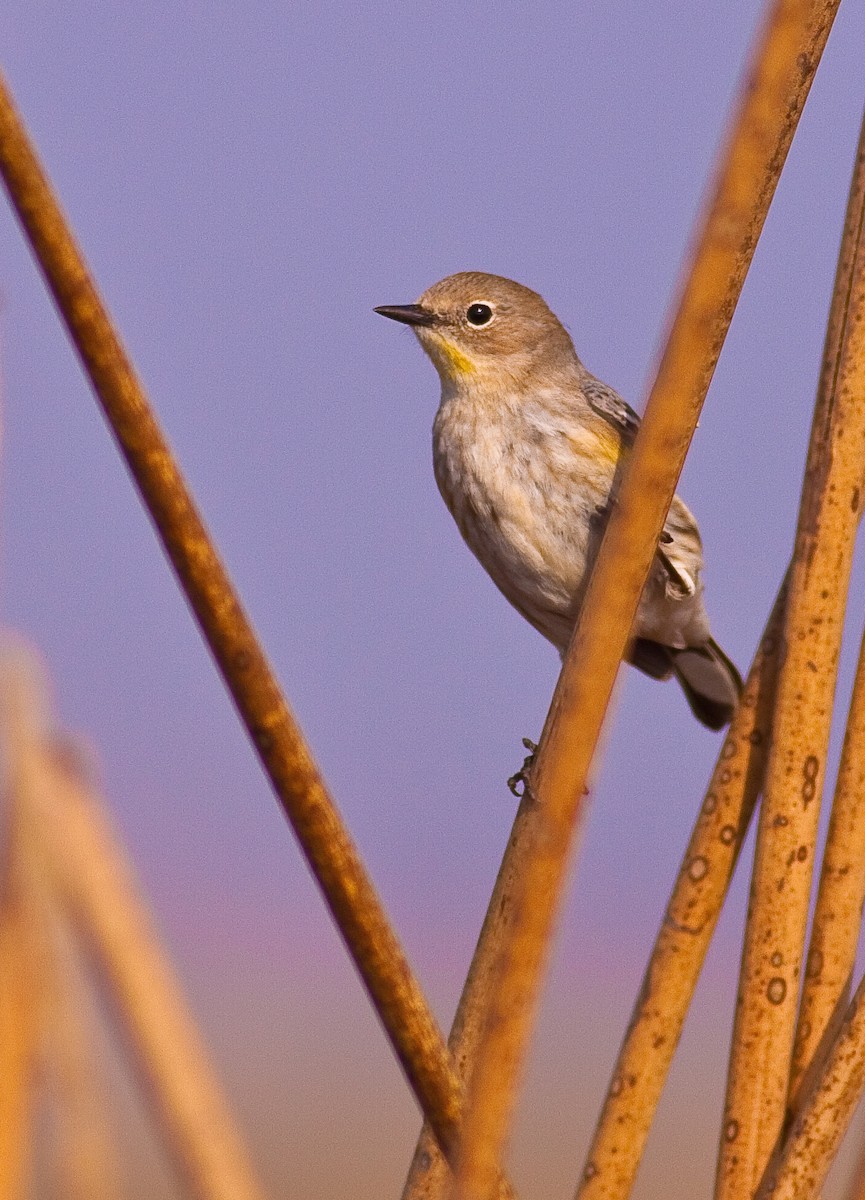 Yellow-rumped Warbler - ML646495646