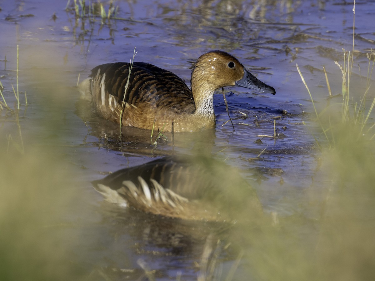 アカリュウキュウガモ - ML646495647