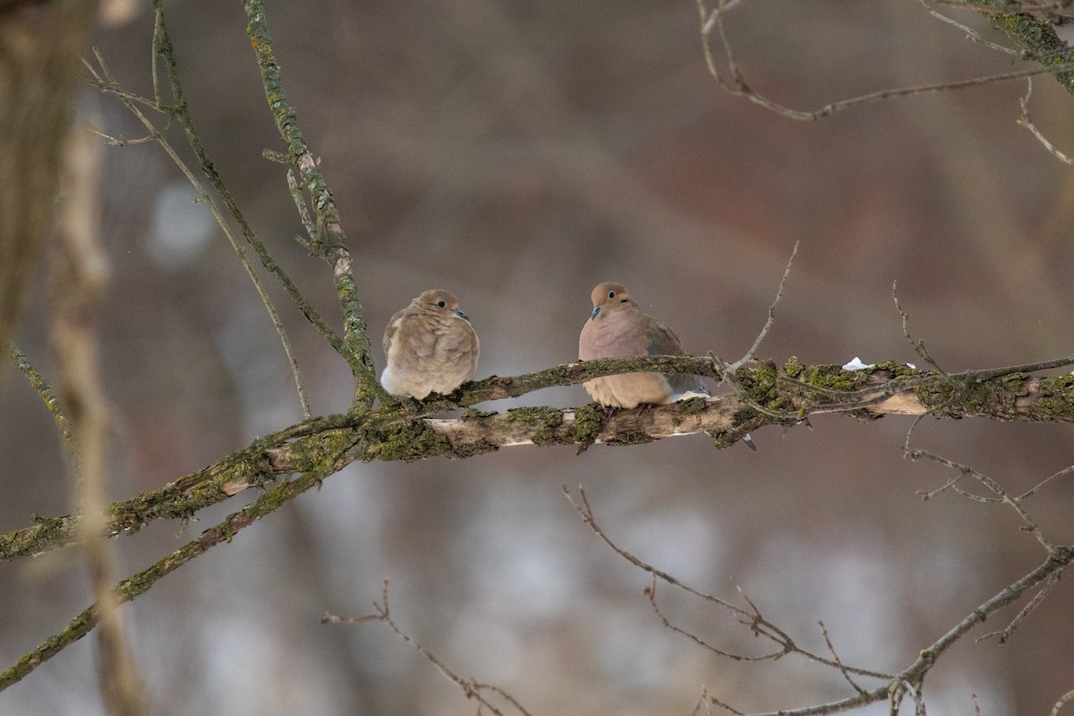 Mourning Dove - ML646495648