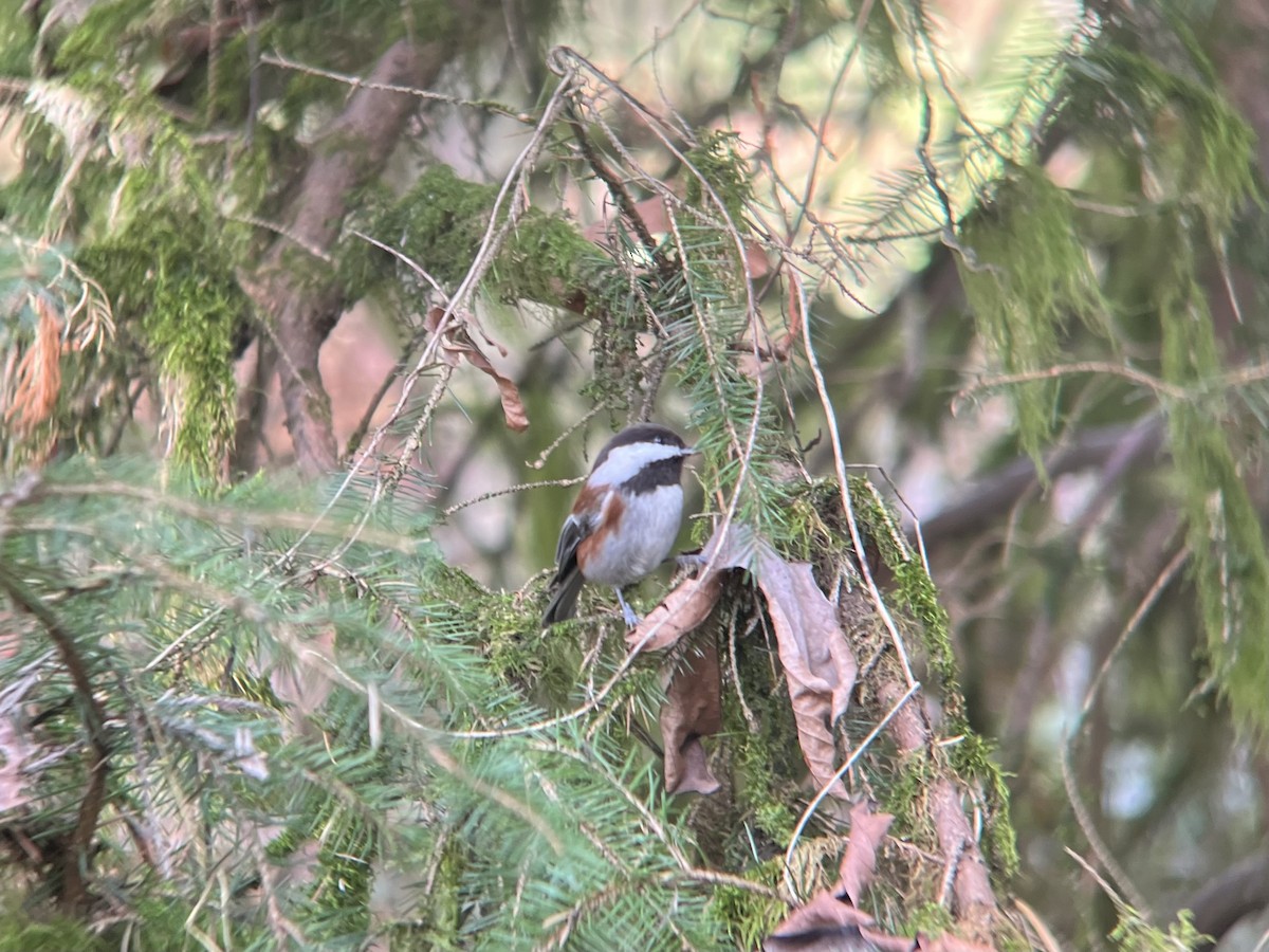 Каштановоспинная гаичка - ML646495649