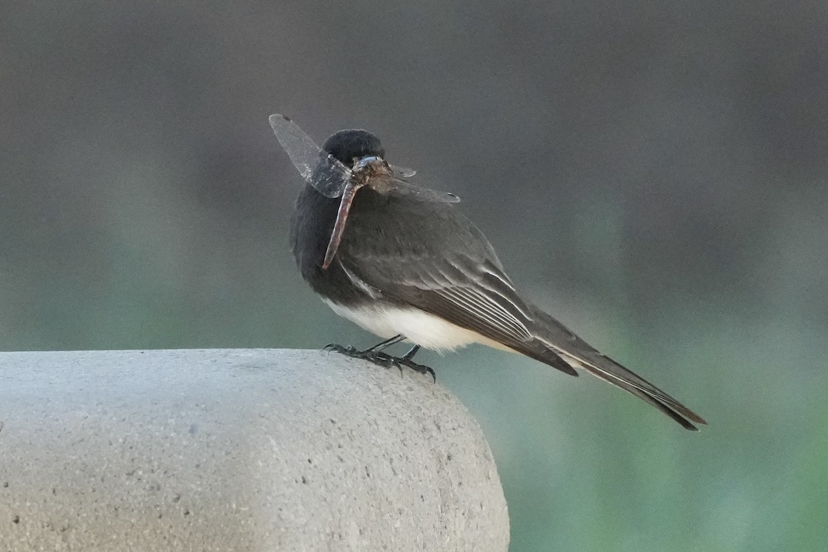 Black Phoebe - ML646495651