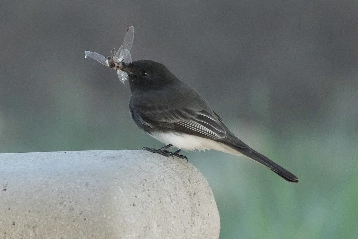 Black Phoebe - ML646495652