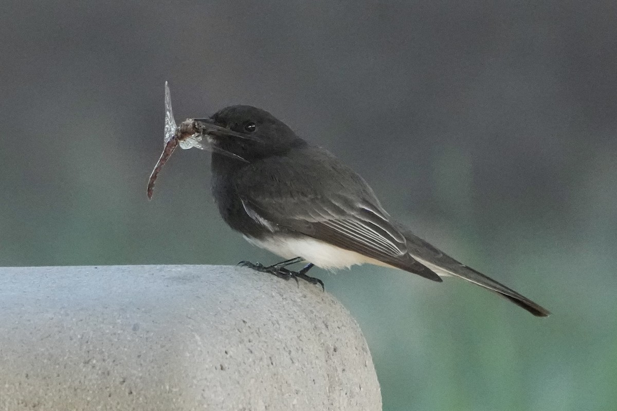 Black Phoebe - ML646495653