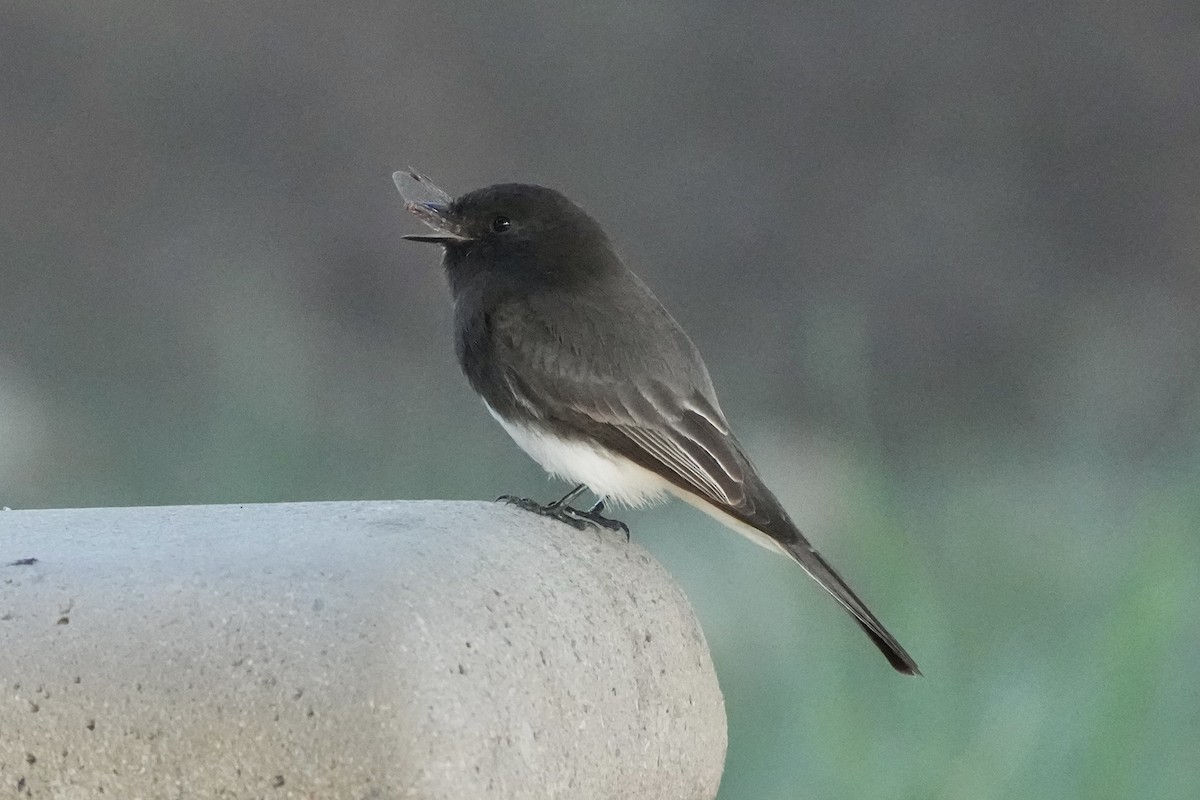 Black Phoebe - ML646495654