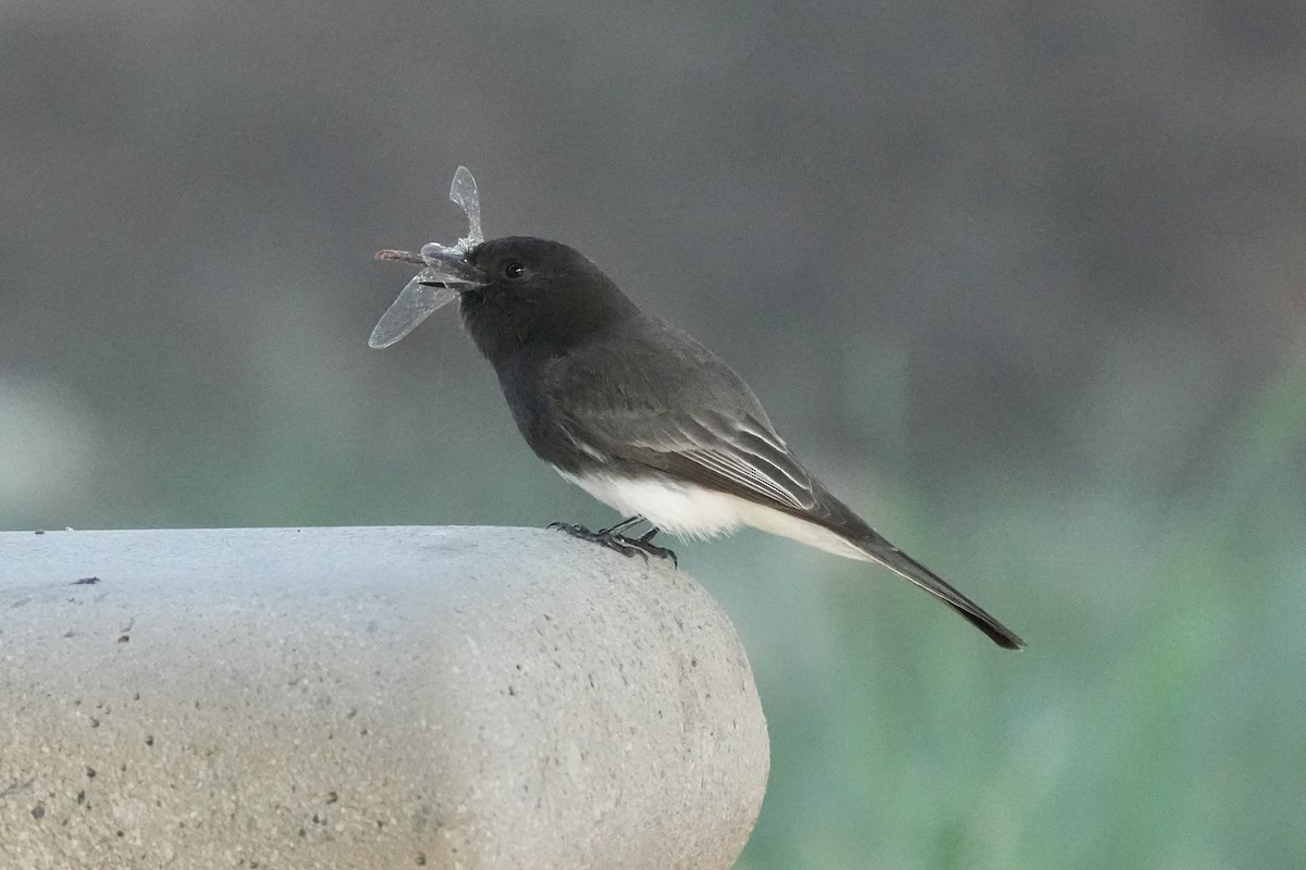 Black Phoebe - ML646495655