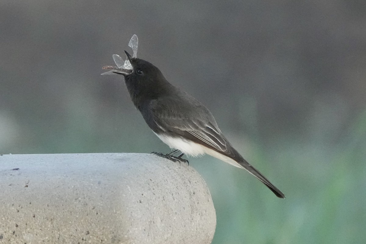 Black Phoebe - ML646495656