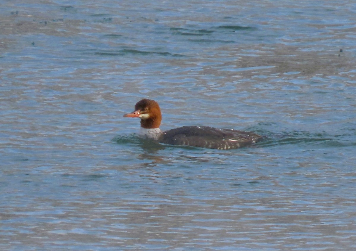 מרגון גדול - ML646495657