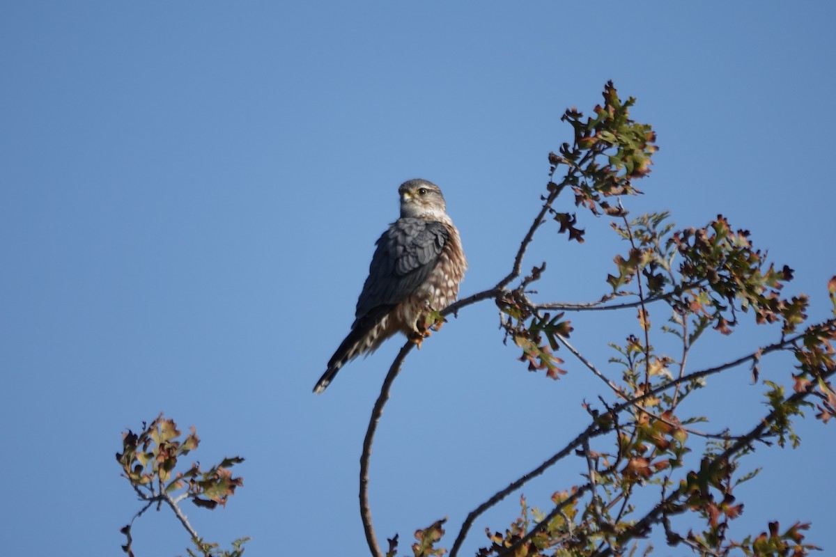 Merlin - ML646495658