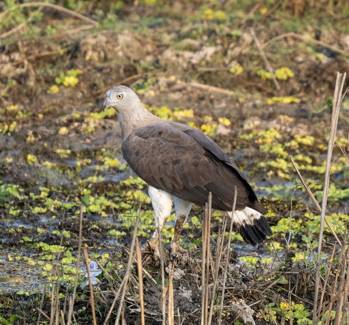 Gray-headed Fish-Eagle - ML646495659