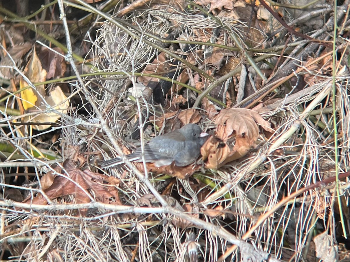 Серый юнко (cismontanus) - ML646495660