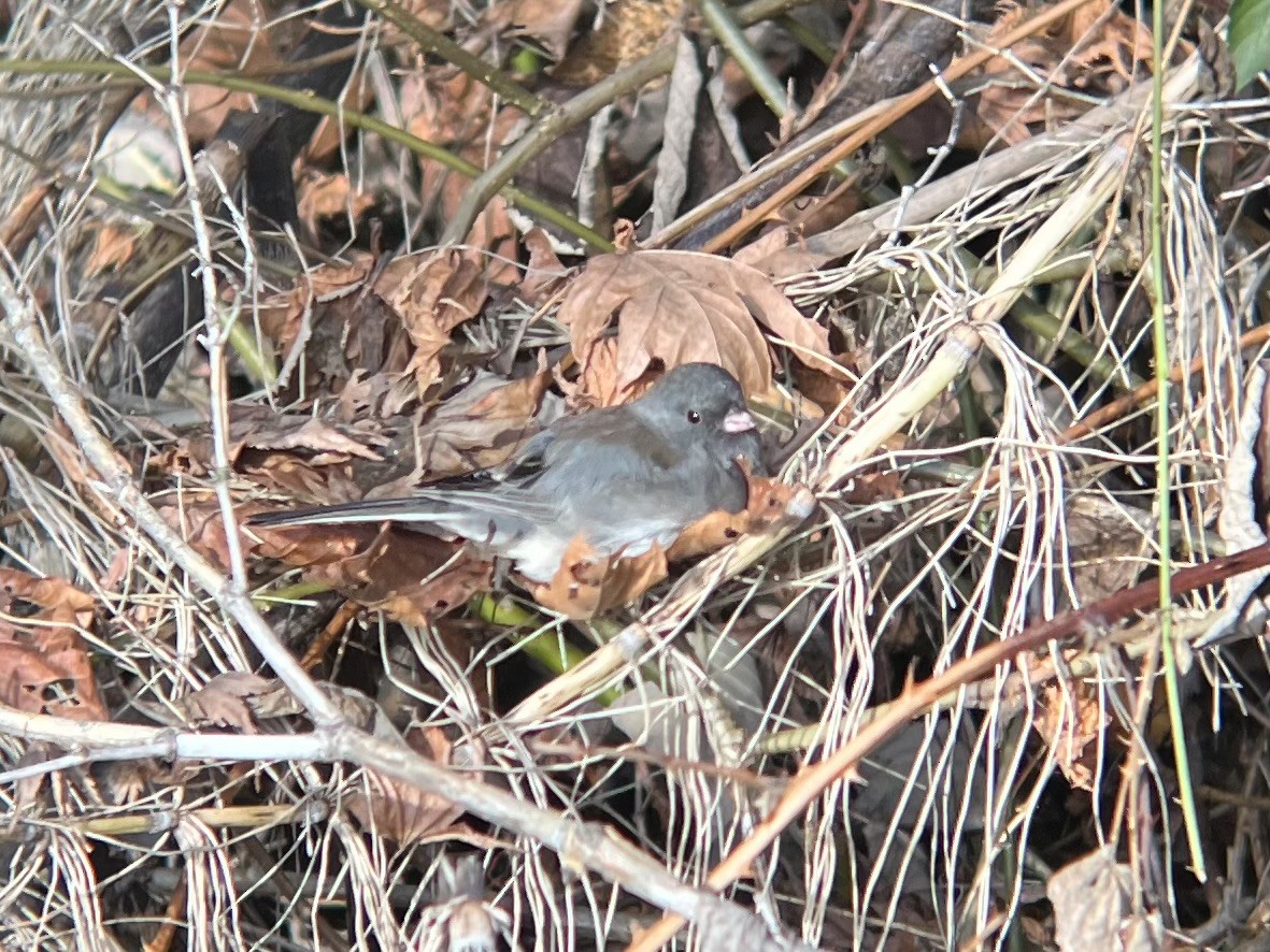 Серый юнко (cismontanus) - ML646495661