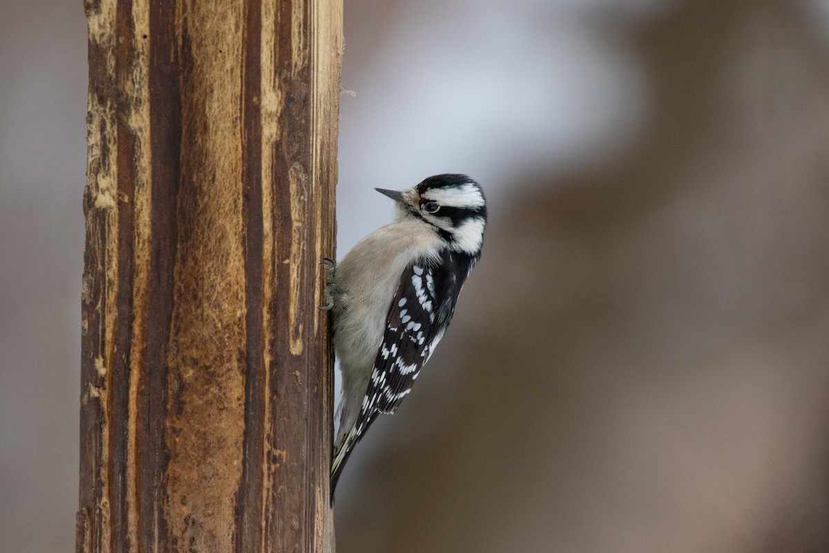 Downy Woodpecker - ML646495662