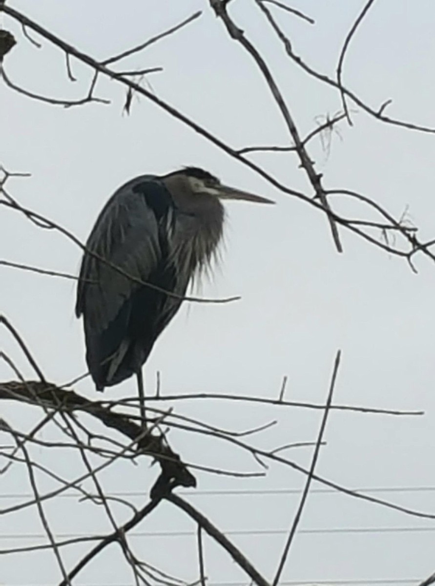 Great Blue Heron - ML646495663