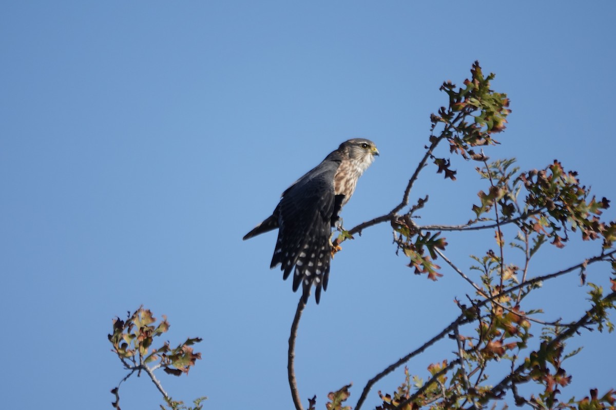 Merlin - ML646495669