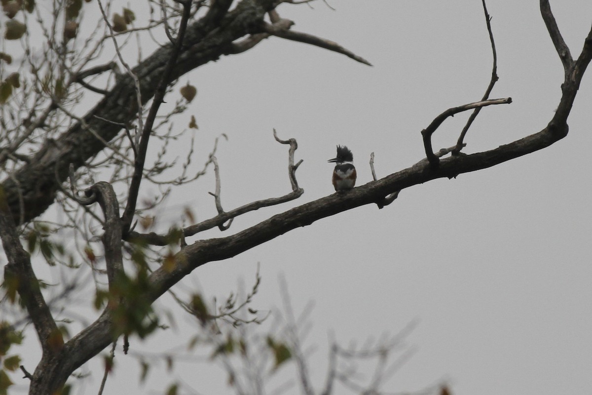 Belted Kingfisher - ML646495670
