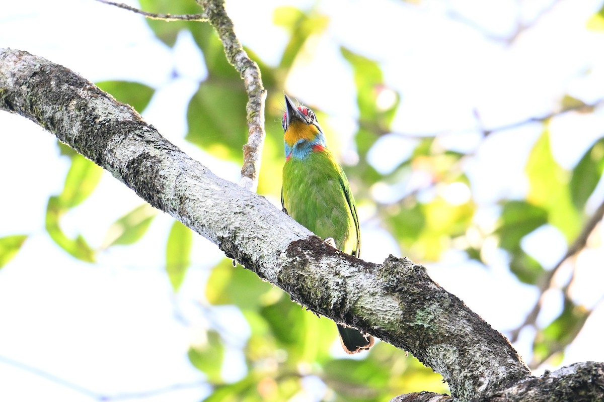 Barbudo Cejinegro - ML646495671