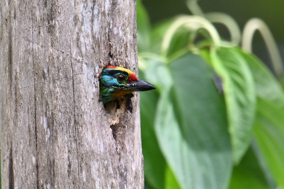 Barbudo Cejinegro - ML646495672