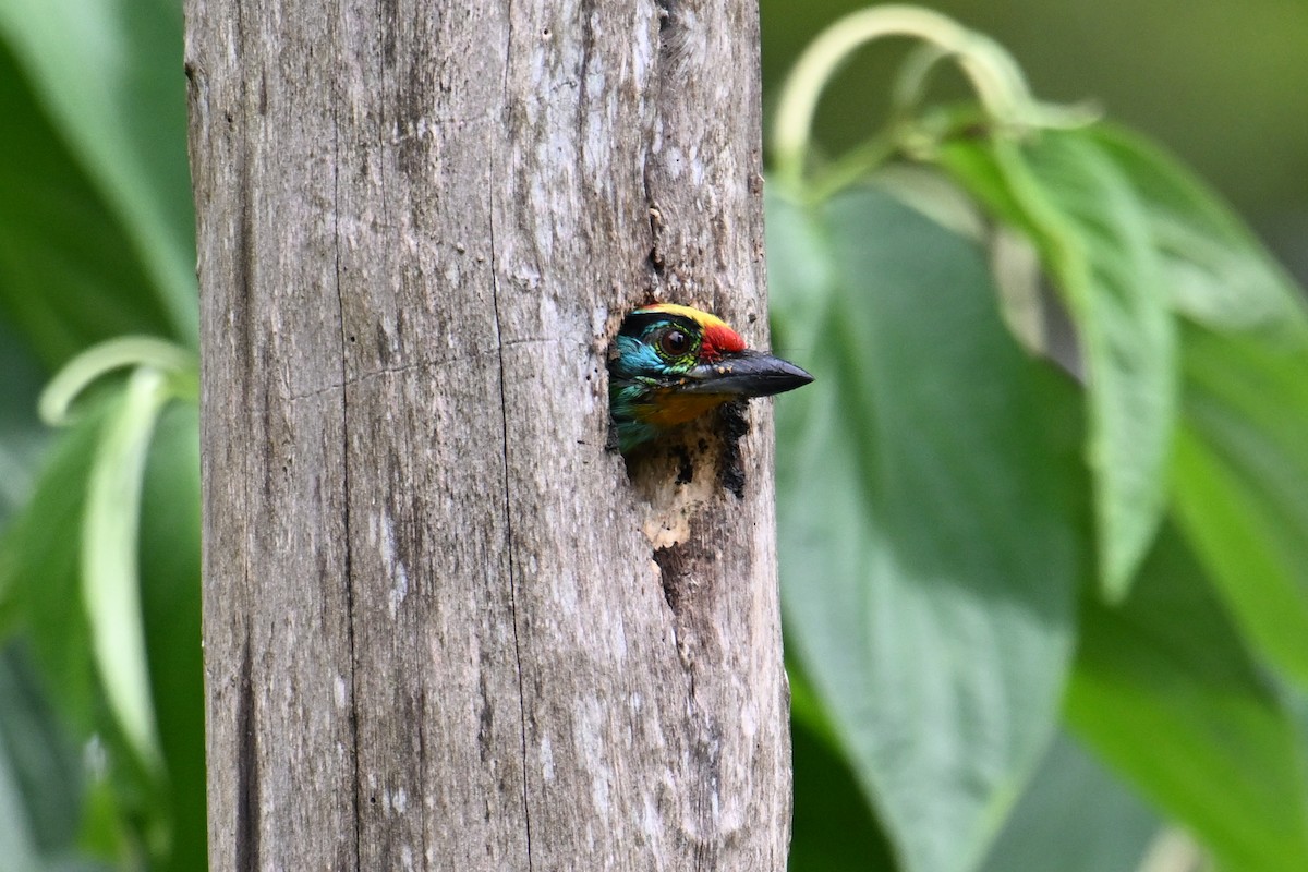 Barbudo Cejinegro - ML646495673