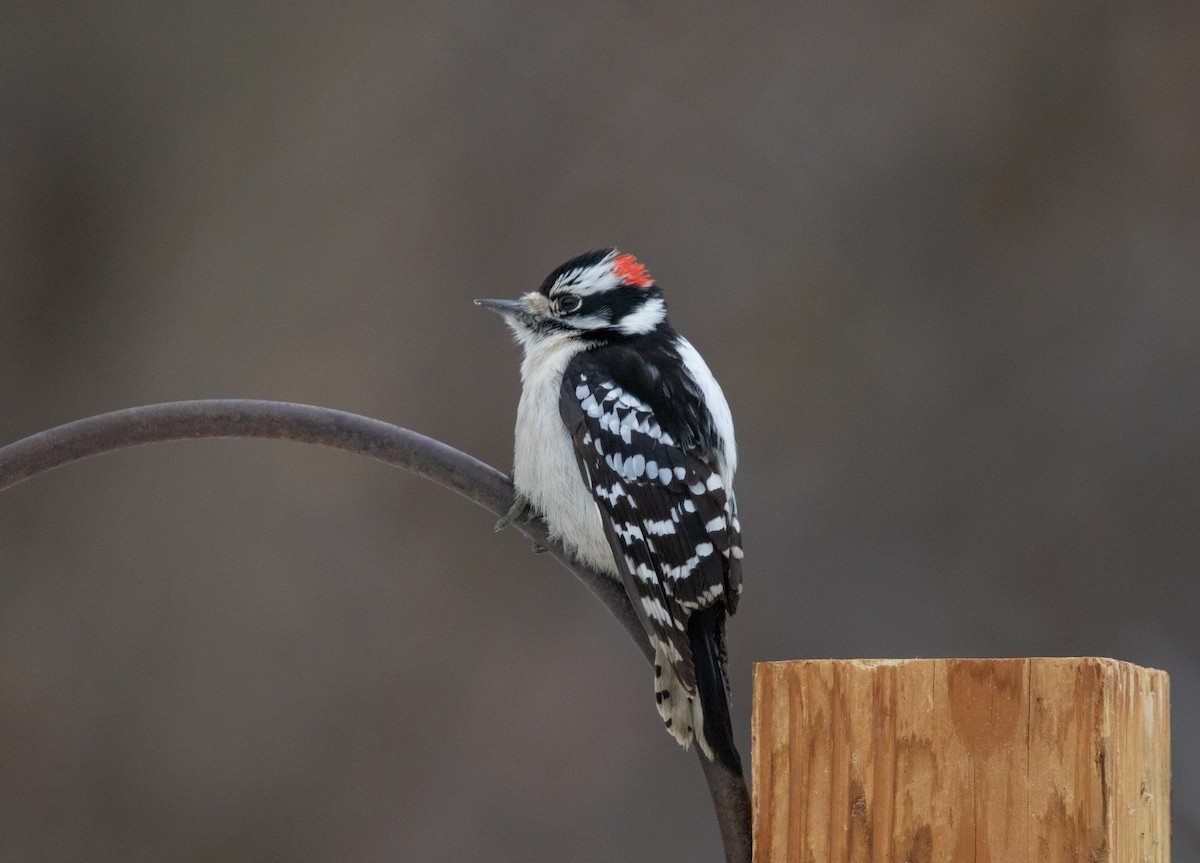 Downy Woodpecker - ML646495674