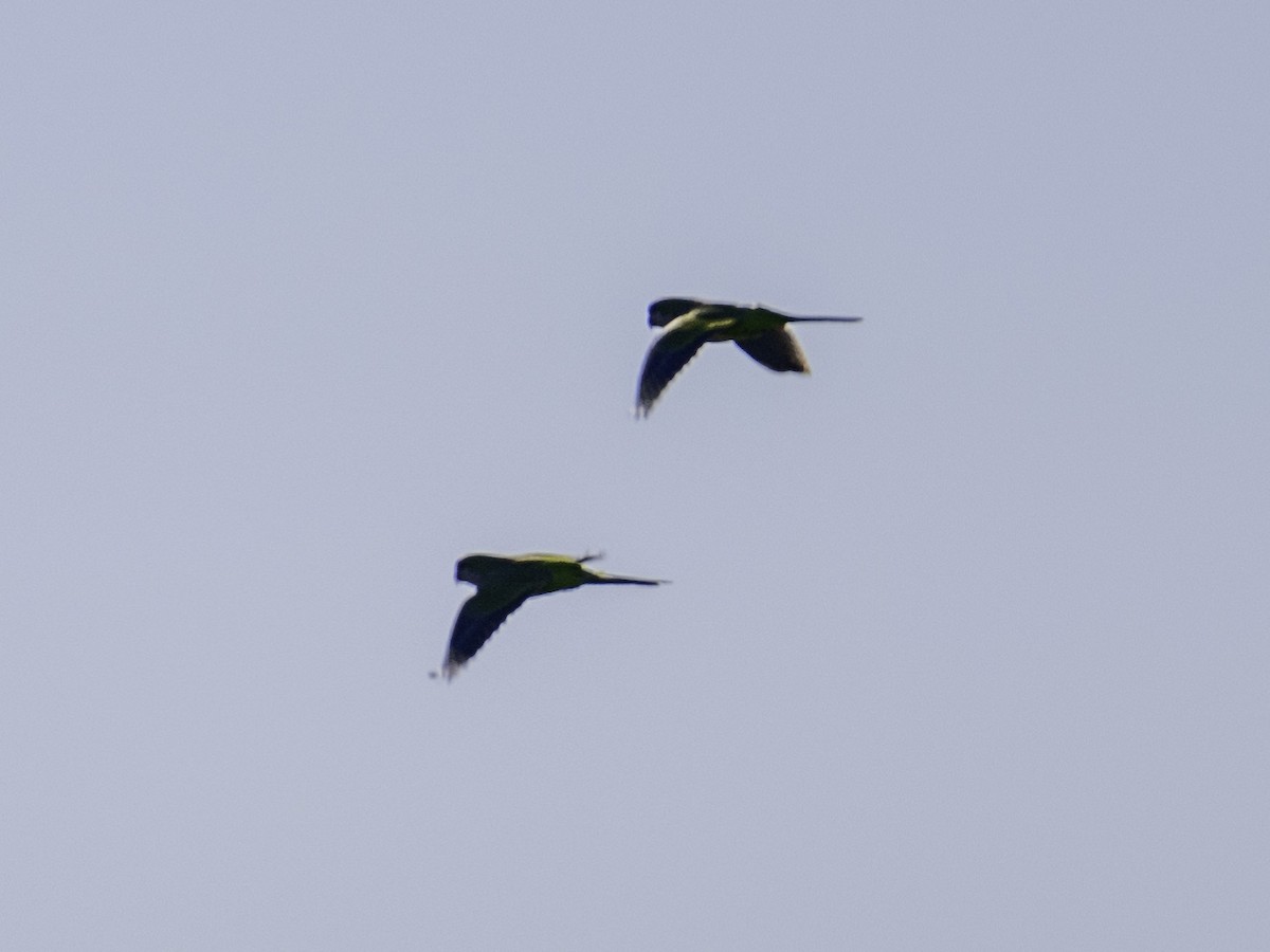 オキナインコ - ML646495676