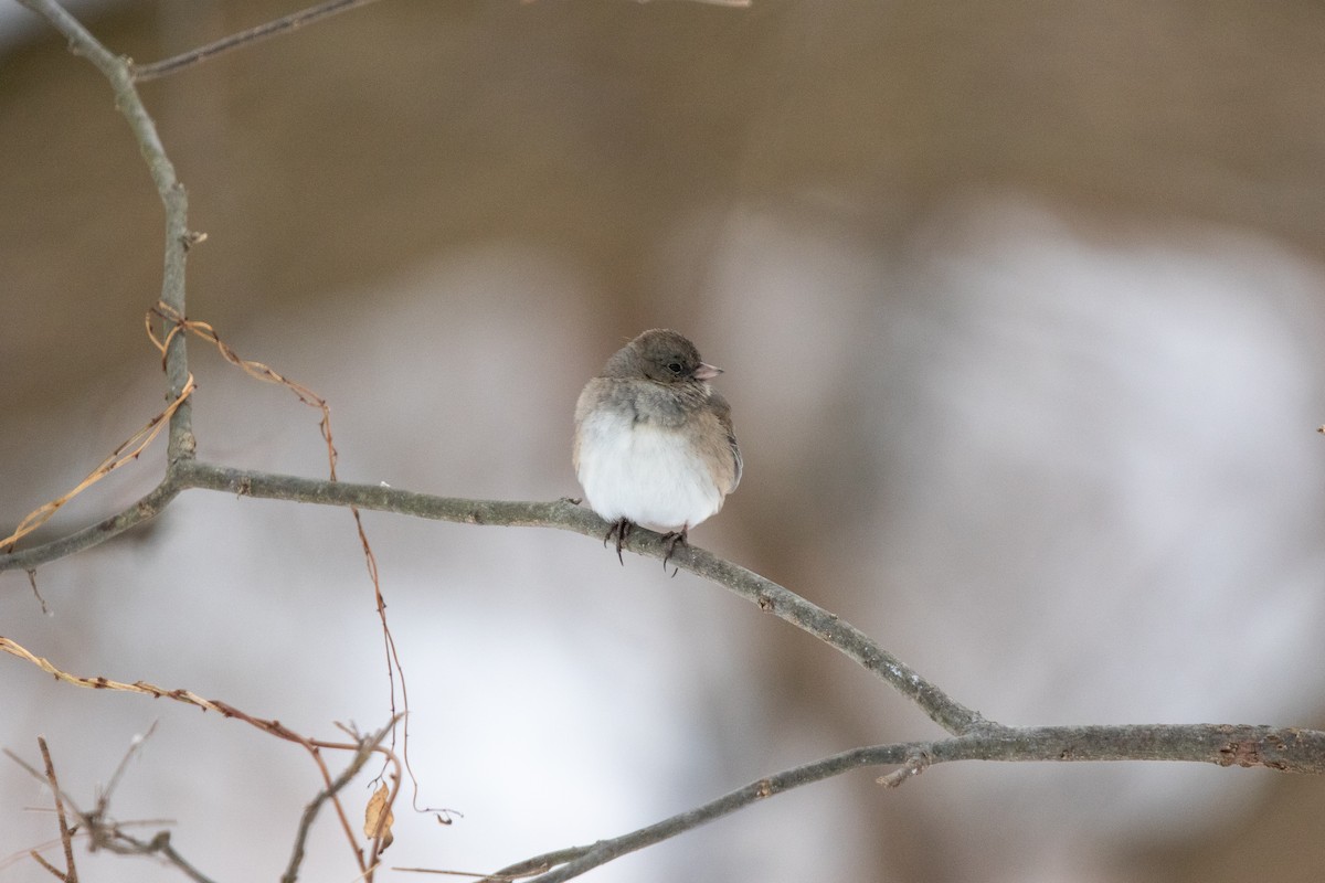 Dark-eyed Junco - ML646495677