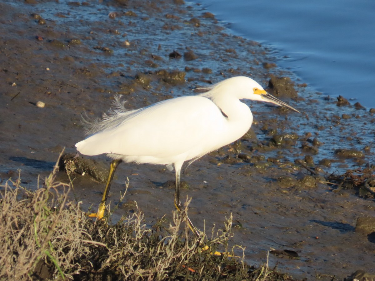 Snowy Egret - ML646495689