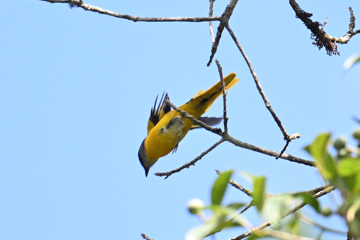 Личинкоїд сірощокий (підвид montanus/cinereigula) - ML646495690