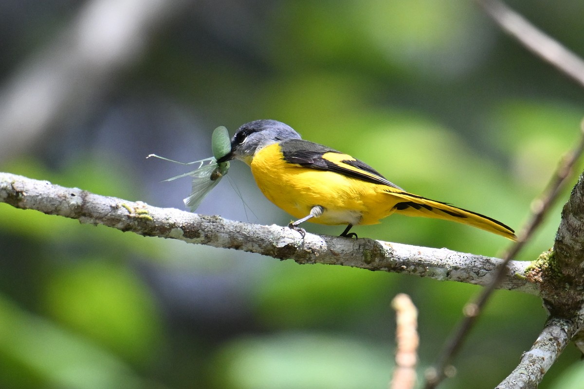 Личинкоїд сірощокий (підвид montanus/cinereigula) - ML646495691