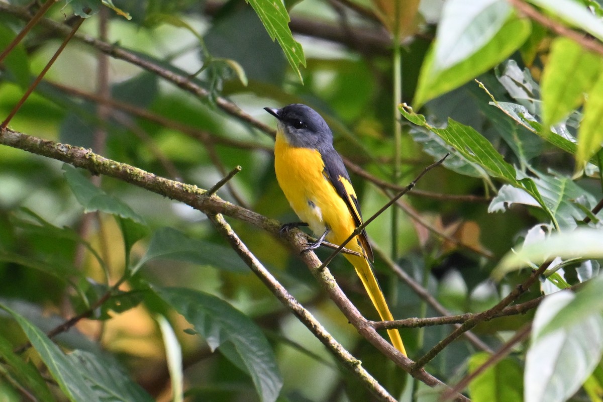 Личинкоїд сірощокий (підвид montanus/cinereigula) - ML646495692