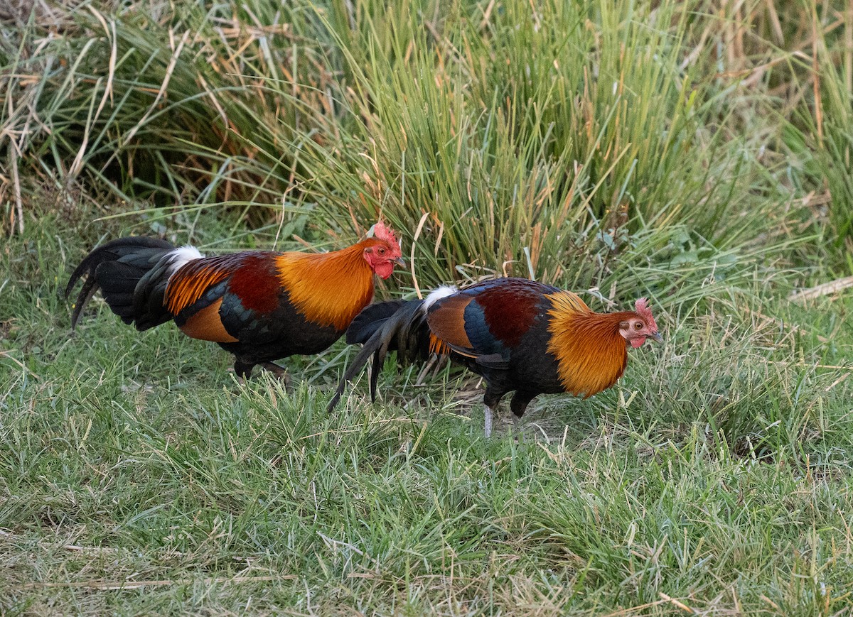 Red Junglefowl - ML646495693