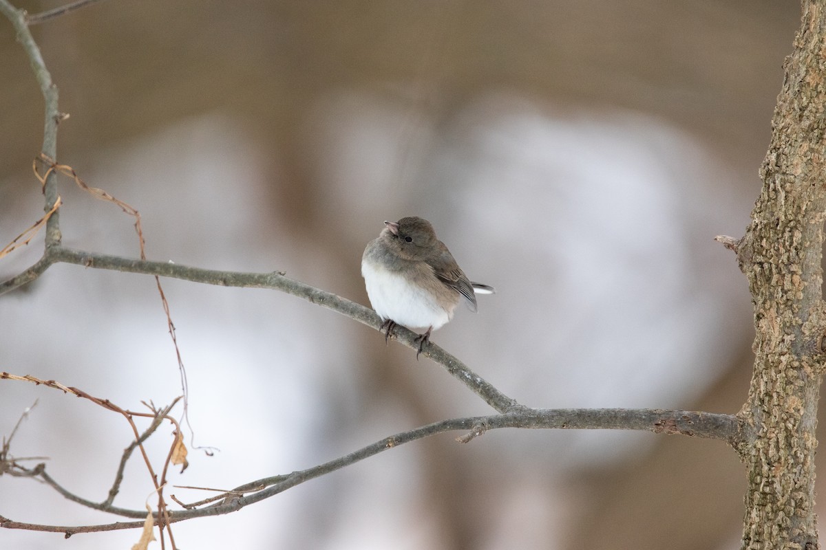 Dark-eyed Junco - ML646495694