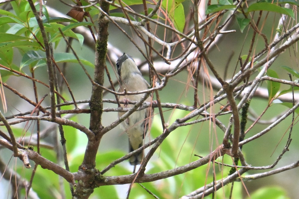 White-browed Shrike-Babbler (Blyth's) - ML646495702
