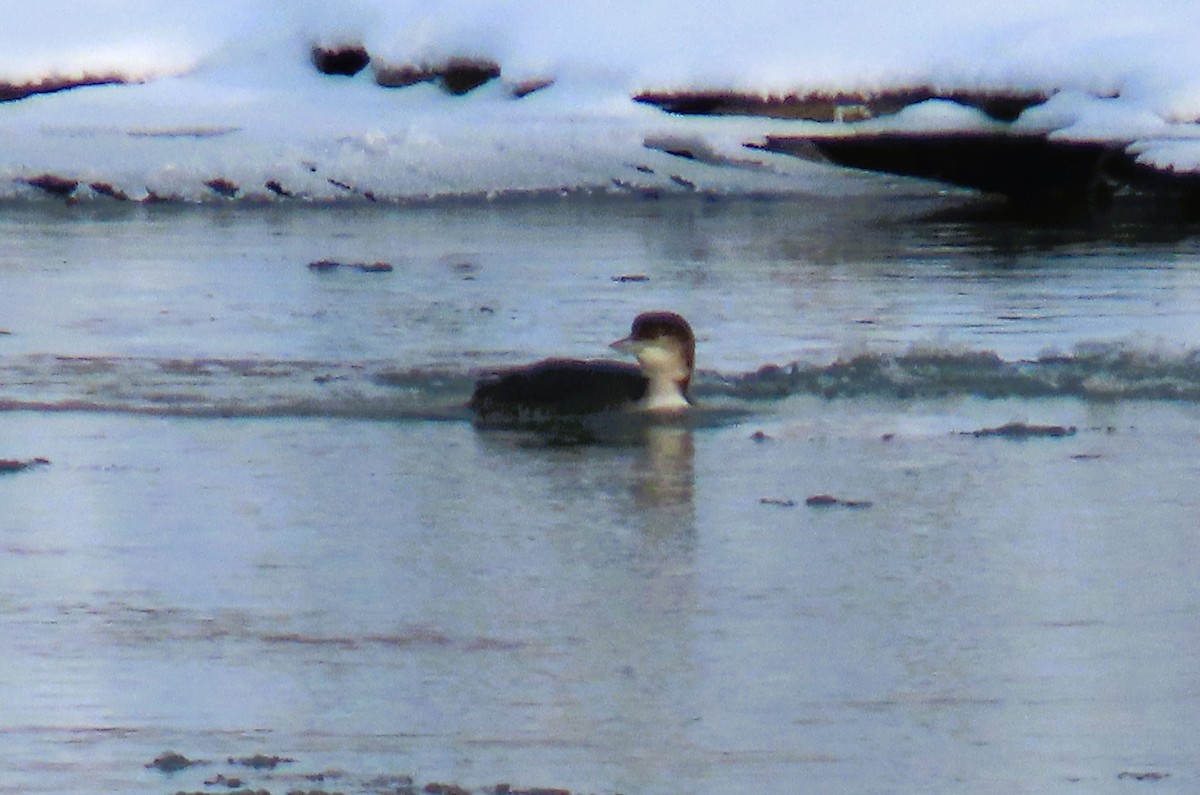 צוללן צפוני - ML646495703