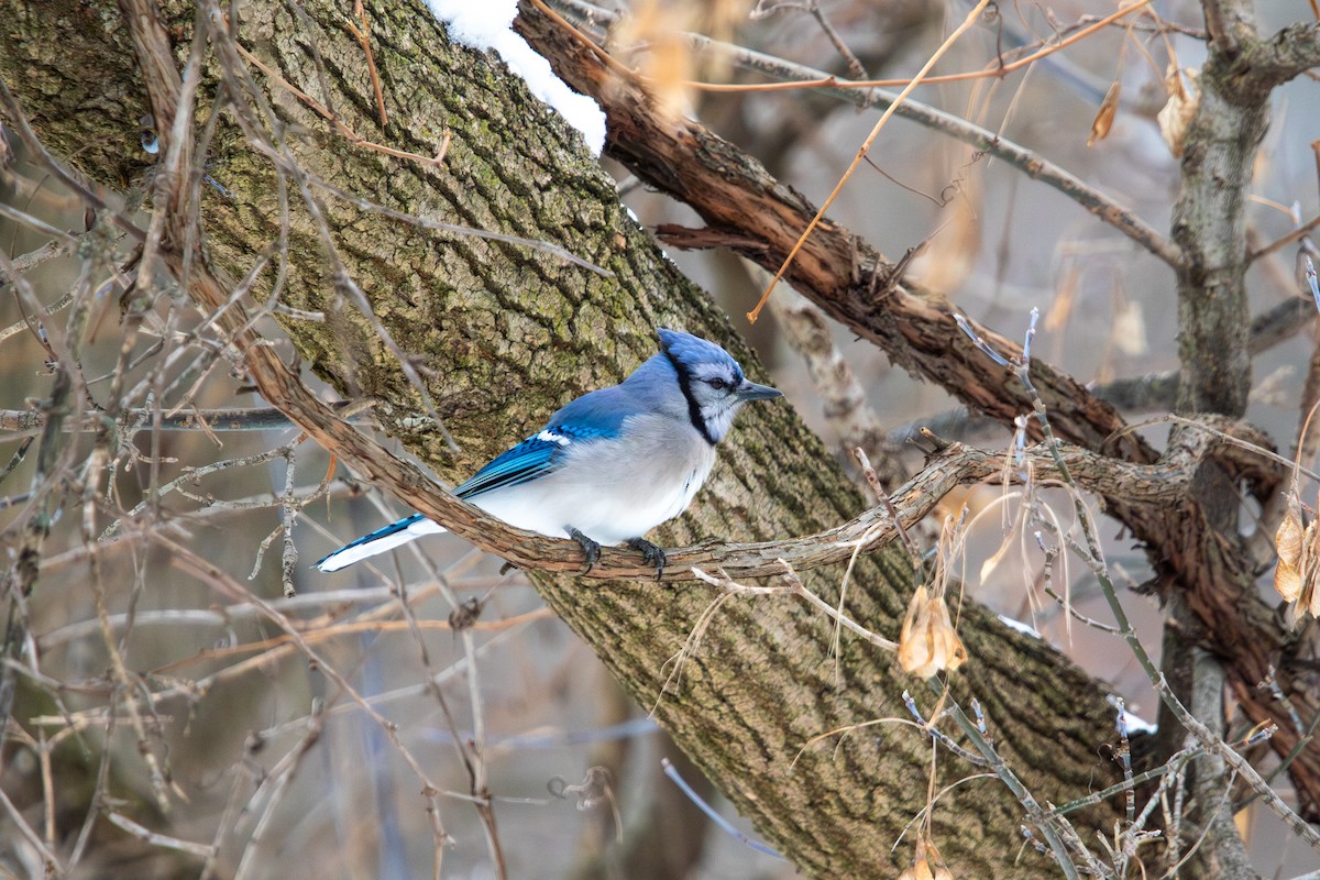 Blue Jay - ML646495704