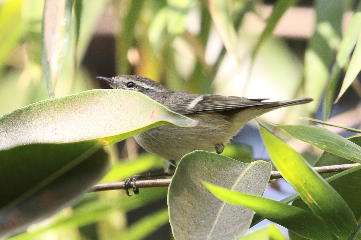 淡眉柳鶯 - ML646495712