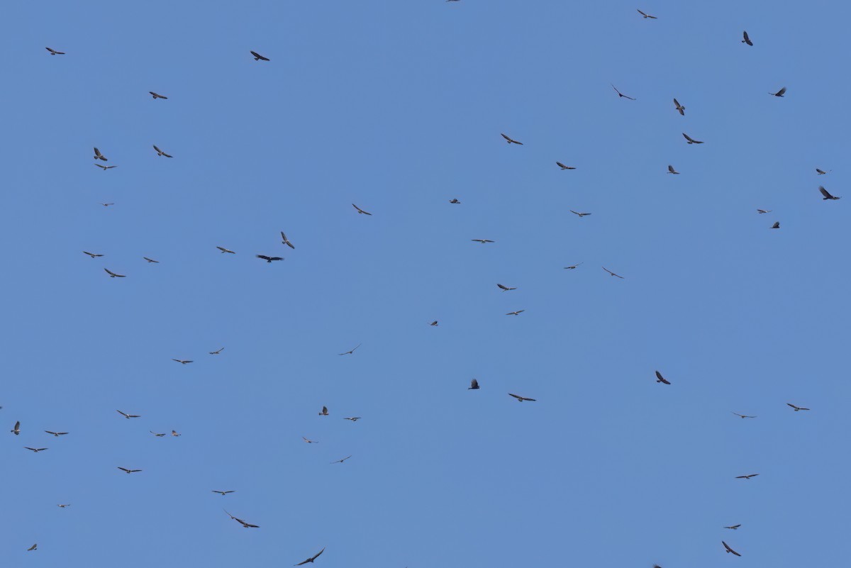 Urubu noir - ML646495714