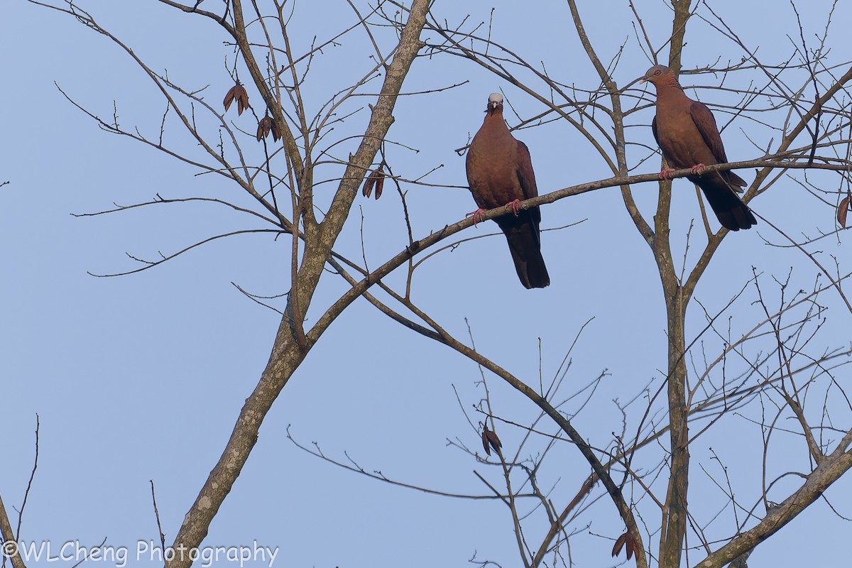 Pale-capped Pigeon - ML646495717