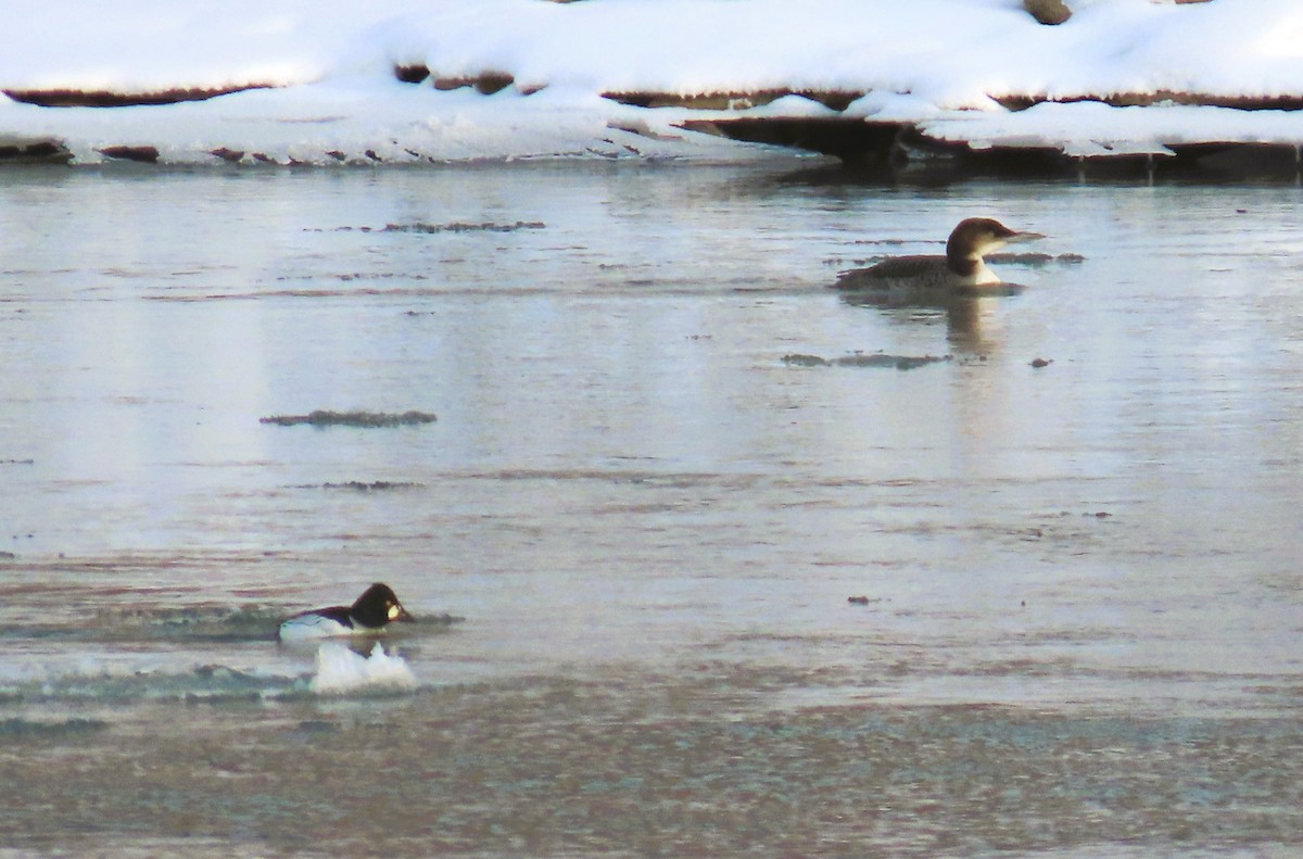 צוללן צפוני - ML646495718