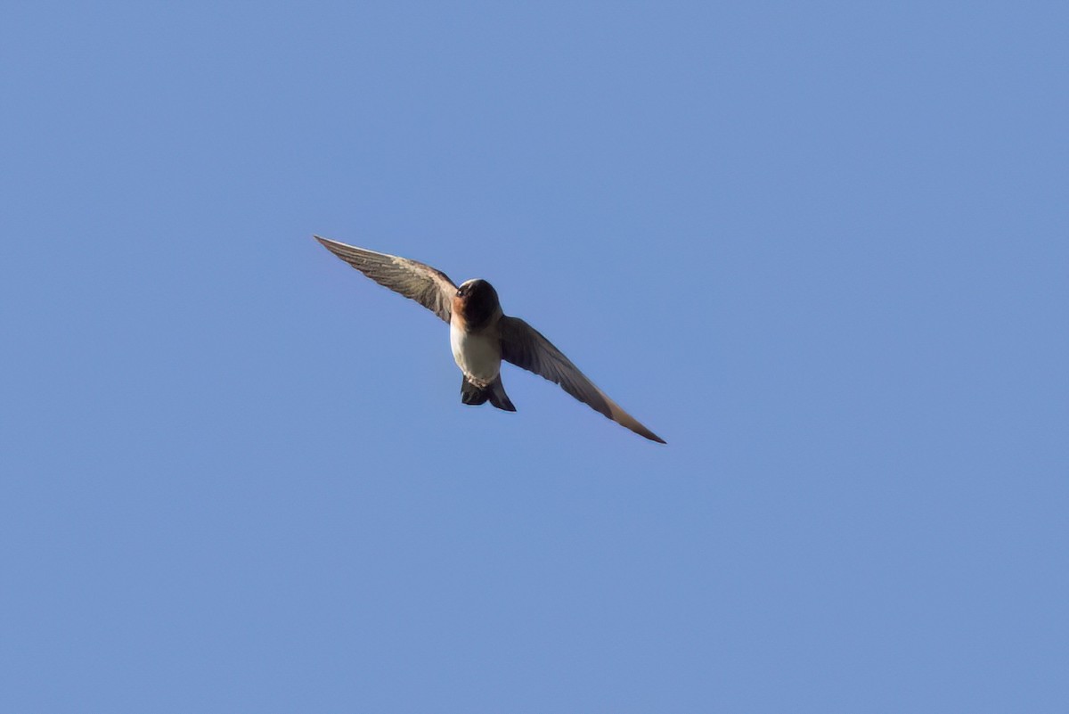 Cliff Swallow - ML646495720