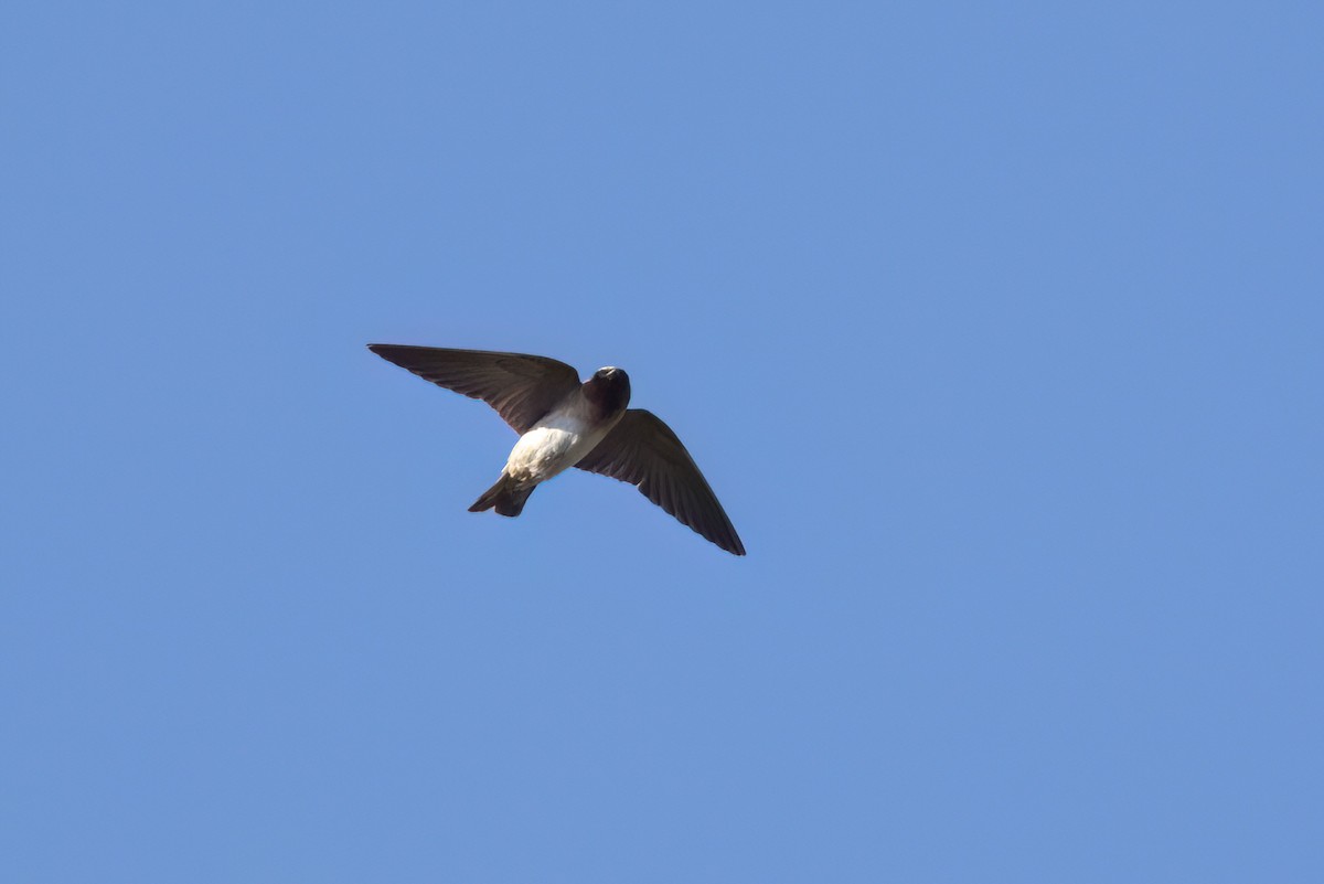 Cliff Swallow - ML646495722