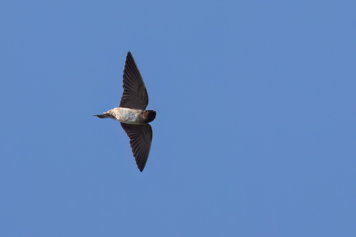 Cliff Swallow - ML646495723