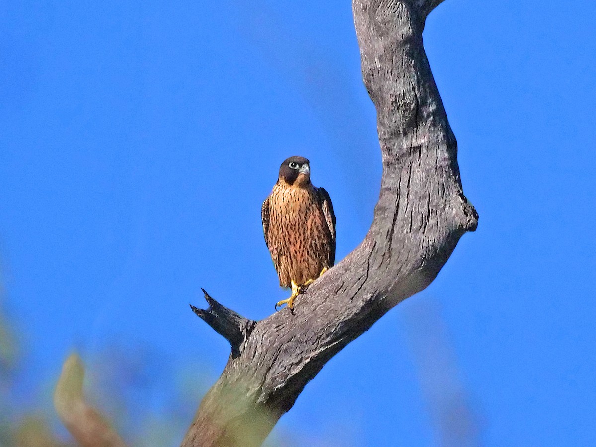 Peregrine Falcon - ML646495724