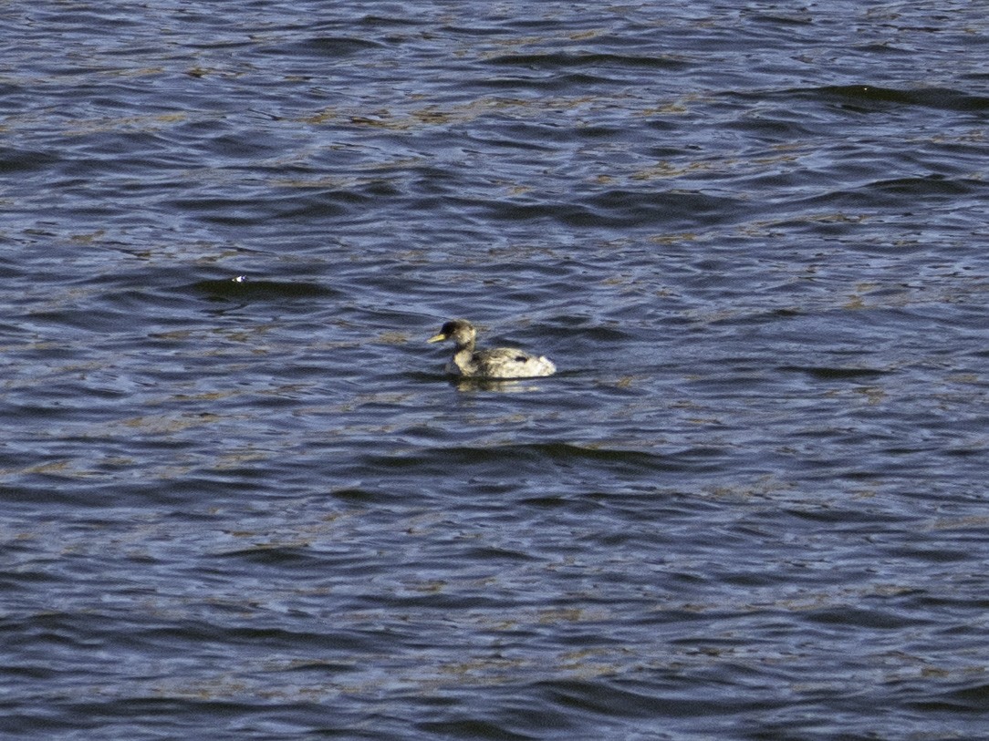 Red-necked Grebe - ML646495734