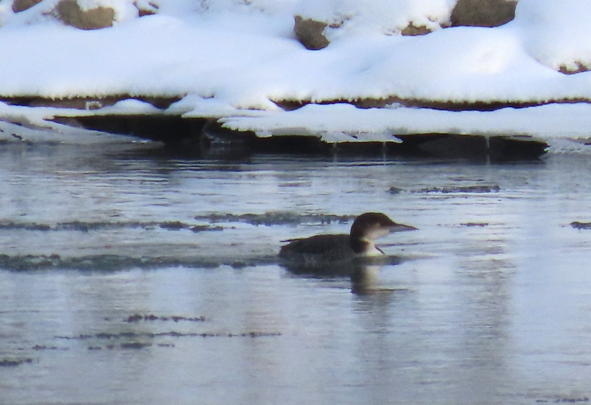 צוללן צפוני - ML646495736