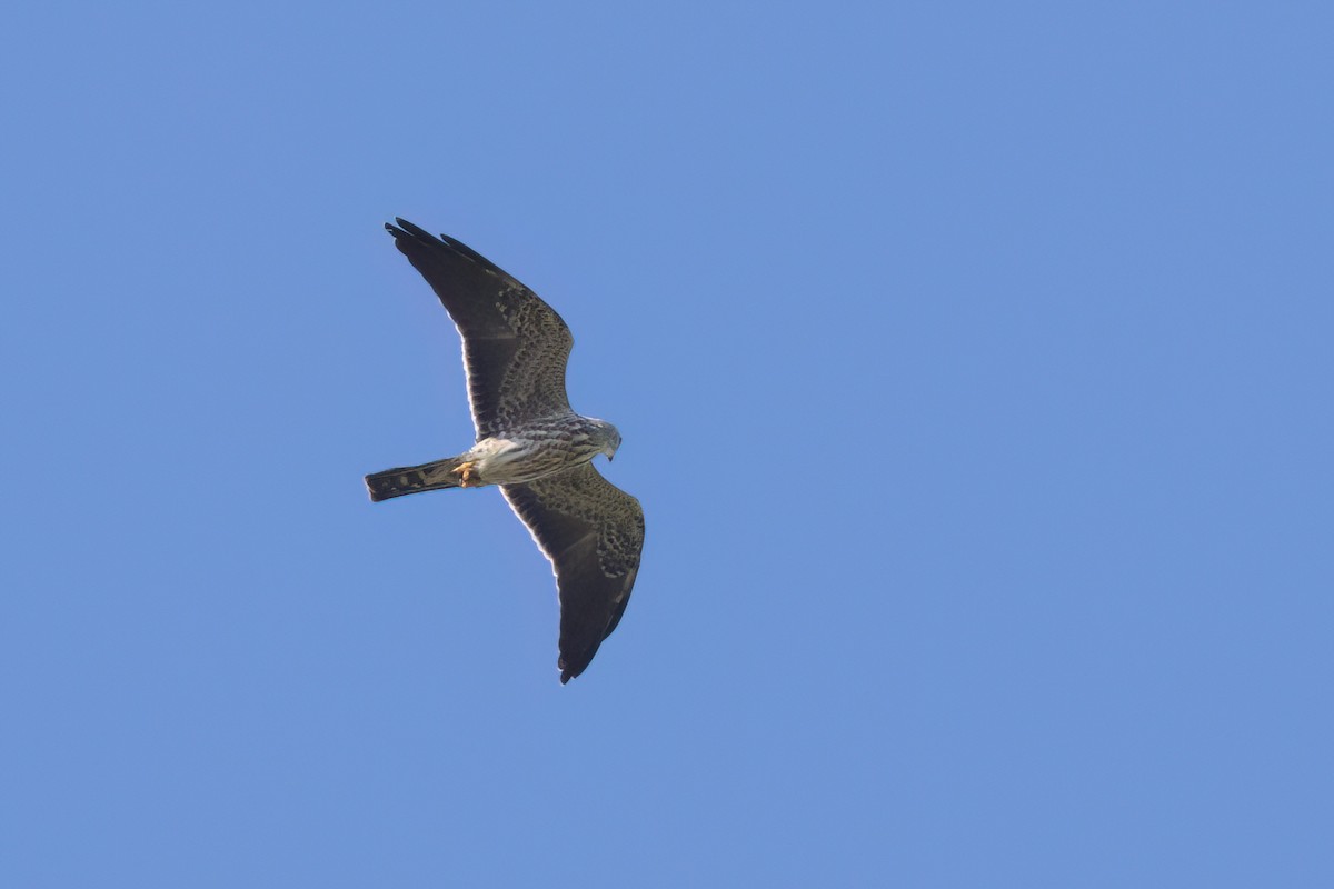 Mississippi Kite - ML646495738