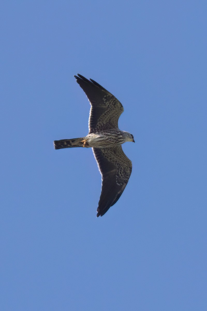 Mississippi Kite - ML646495745